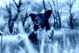 preview cold