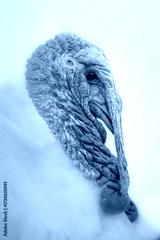 preview cold