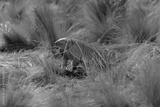 preview bw