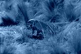 preview cold