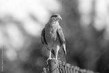 preview bw