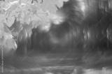 preview bw