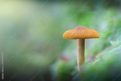 image to crop