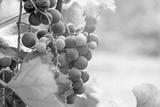 preview bw