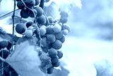 preview cold