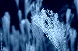 preview cold