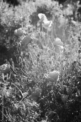 preview bw