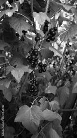 preview bw