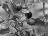 preview bw