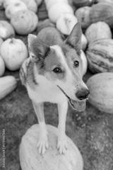 preview bw