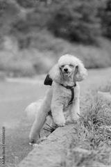 preview bw