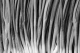 preview bw