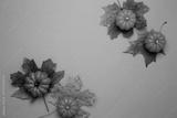 preview bw