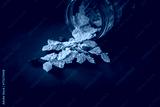 preview cold