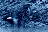 preview cold