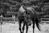 preview bw