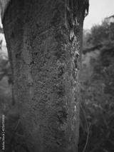 preview bw