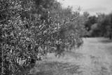 preview bw