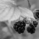 preview bw