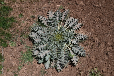 image to crop
