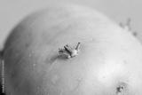 preview bw