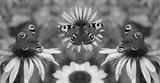 preview bw