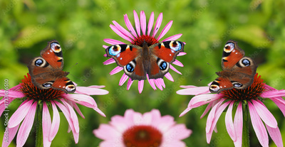 image to crop