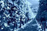 preview cold
