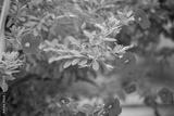 preview bw