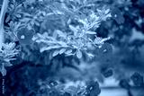 preview cold