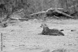 preview bw