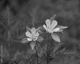 preview bw