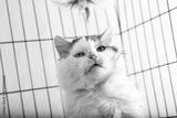 preview bw