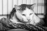 preview bw