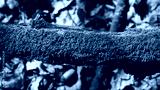 preview cold