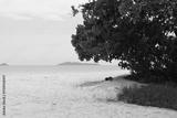 preview bw