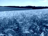 preview cold
