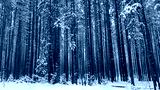 preview cold