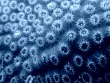 preview cold