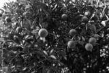 preview bw