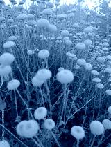 preview cold