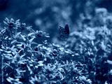 preview cold