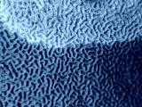 preview cold