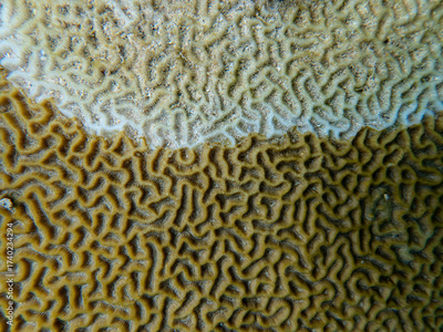 image to crop