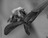 preview bw