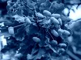 preview cold