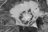 preview bw