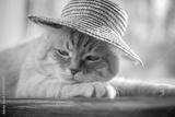 preview bw