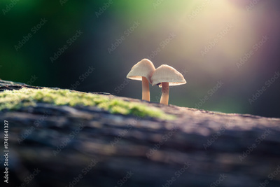 image to crop