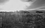 preview bw